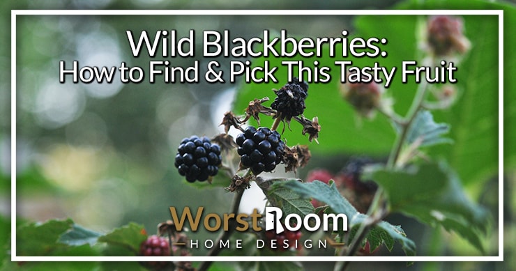 wild blackberries