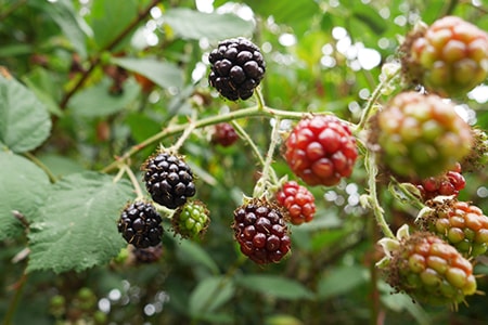 wild blackberry plants