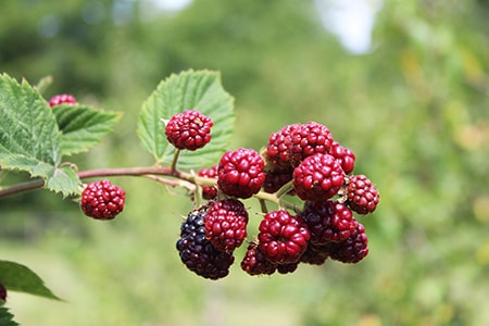 wild blackberry varieties