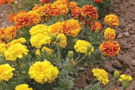 bonanza marigold variety