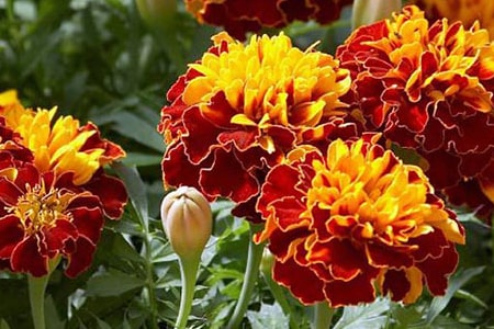 bounty marigold varieties