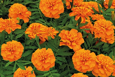 hero orange types of marigolds