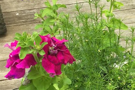 irish lace marigold types