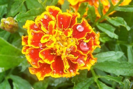 little hero marigold types