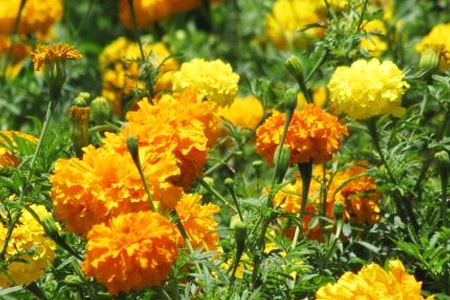 mexican marigold types