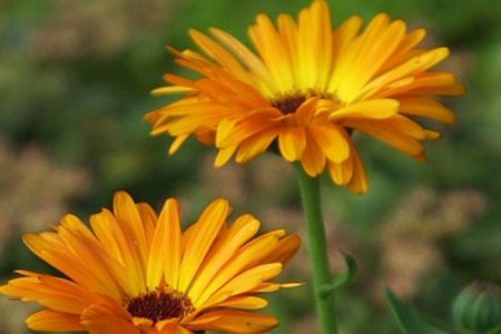 pot marigold varieties