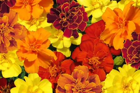 safari mixture types of marigold