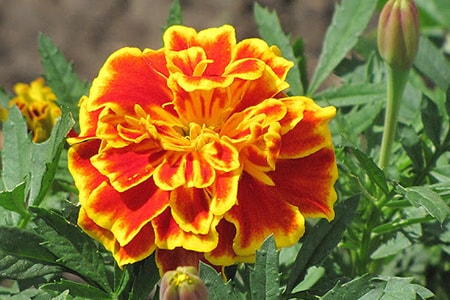 safari scarlet marigold variety