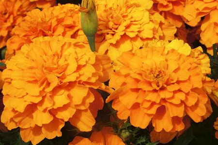 safari tangerine marigold varieties