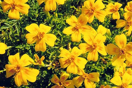 signet types of marigolds