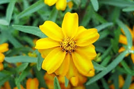 spanish tarragon marigold variety