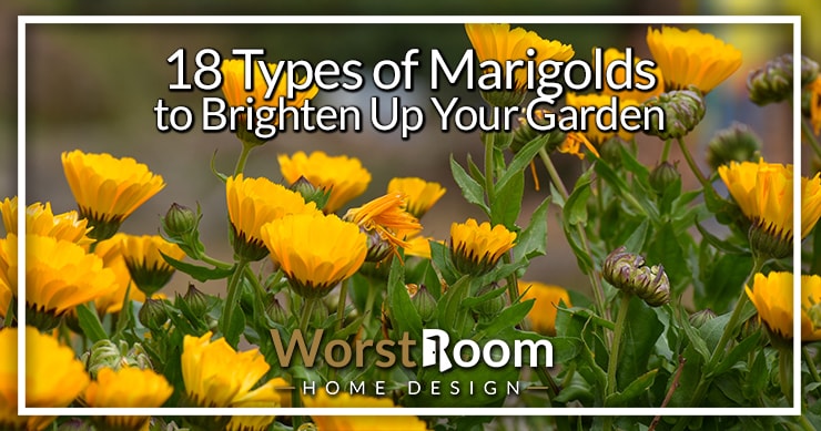 types of marigolds