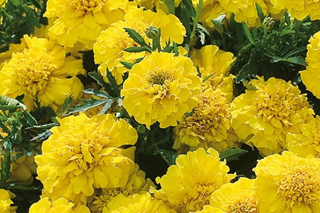 yellow jacket marigold