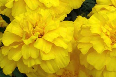 zenith lemon yellow marigold