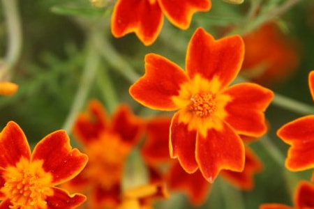 zenith red marigold