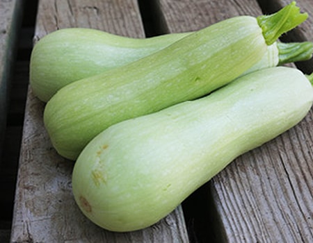 bianco di trieste zucchiniは、底がより球根状であるという点で、視覚的に異なる種類のズッキーニです