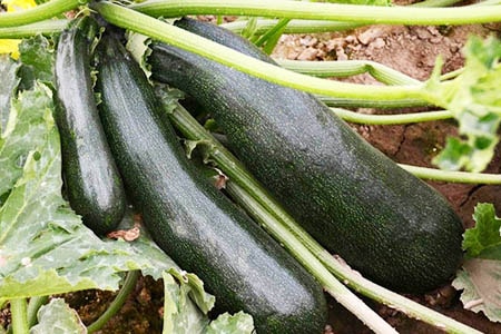 black beauty zucchini on kesäkurpitsatyyppi, joka tuottaa kesällä suuria satoja