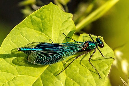 broadwing dragonfly