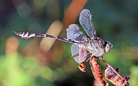 clubtail dragonfly are types of dragonflies that contain around 100 species