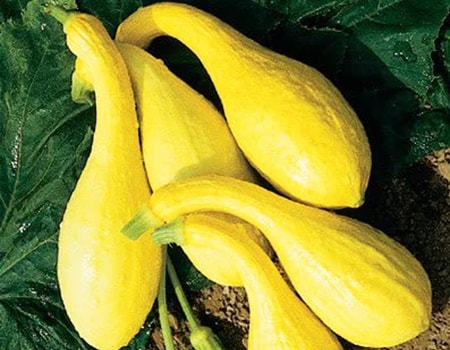  crookneck squash er lyse gule varianter av zucchini som er ofte bare betraktet som en squash 