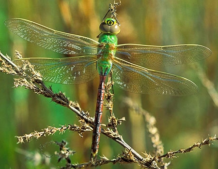 darner types of dragonflies do not have thoracic stripes