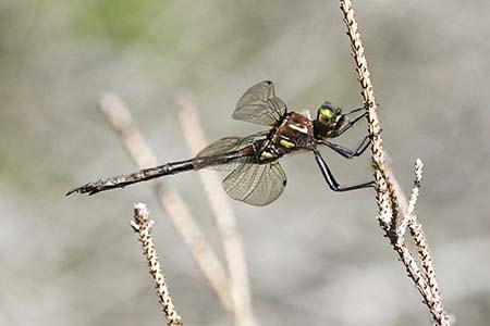 emerald dragonfly