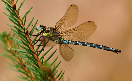 hawker dragonfly