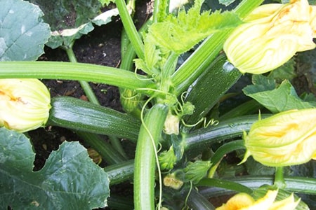 nero de milano zucchini are types of zucchini that can grow long and are popular in Italy
