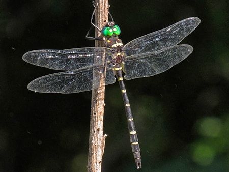 river cruiser dragonfly are a dragonfly species with bright green eyes and yellow stripes along the body