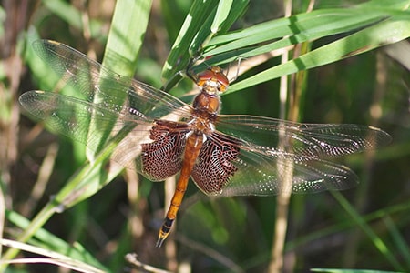 saddlebag dragonfly