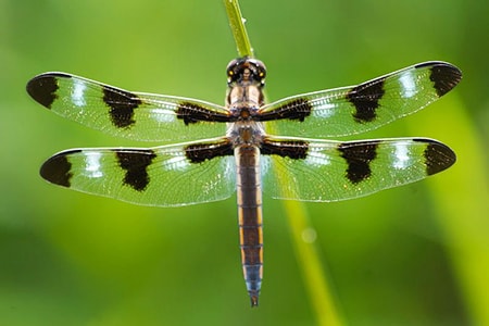 skimmer dragonfly are different types of dragonflies visually in that they have shorter tails that are broader