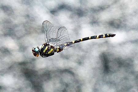 spiketail dragonfly are a variety of dragonfly with yellow stripes along the thorax and tail