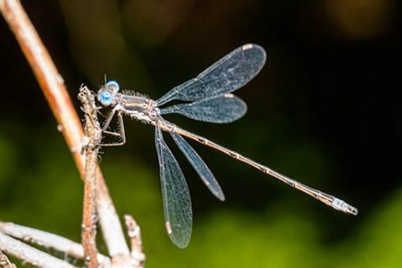 spreadwing damselfly