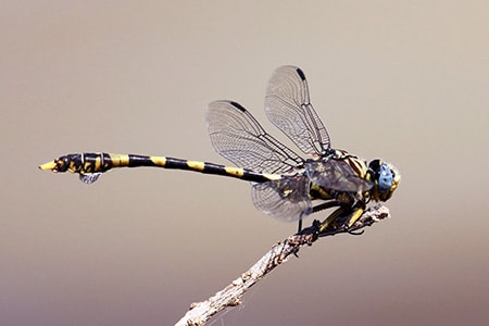 tigertail dragonfly