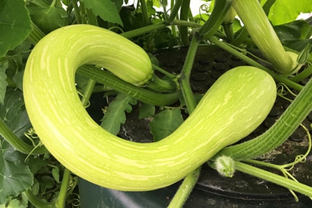 tromboncino zucchini är olika typer av zucchini visuellt genom att de liknar ett blåsinstrument i mässing i form