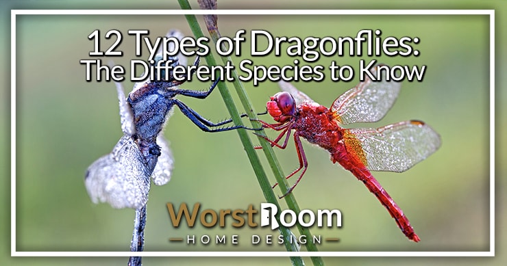 12 Types of Dragonflies: The Different Species To Know