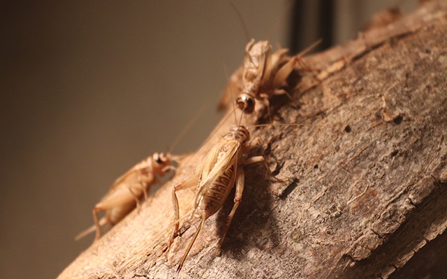 types of crickets thumbnail