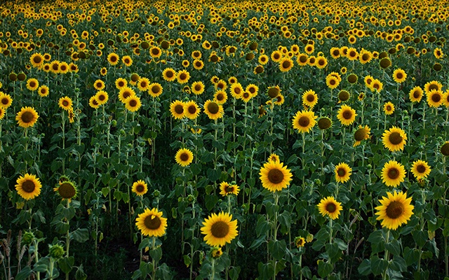 types of sunflowers thumbnail