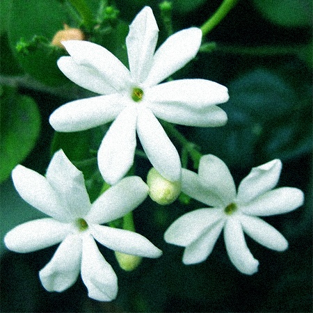 some types of jasmine flowers, like jasminum vahl are native to asia