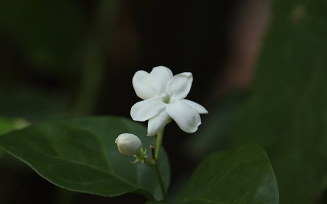 types of jasmine flowers thumbnail