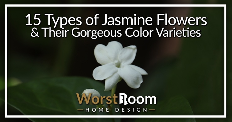 types of jasmine flowers