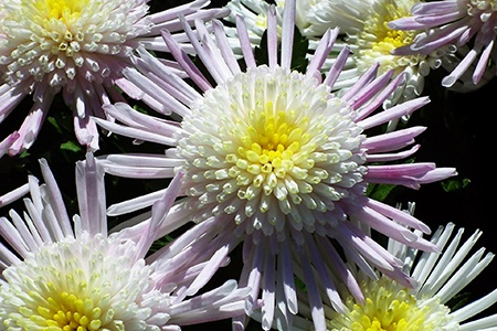 anemone chrysanthemums
