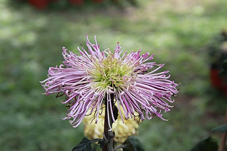 brush or thistle chrysanthemums
