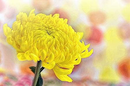 among all other types of chrysanthemum, creamist golden has the brightest yellow bloom