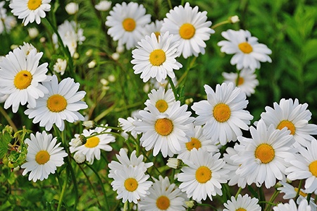 chrysanthemum superbum alaska 