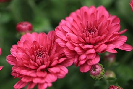 cushion chrysanthemum