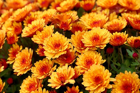 decorative blooms are the perfect choice to see a wide range of chrysanthemum colors