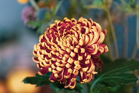 among many types of chrysanthemum flowers, incurve blooms have the most inconsistent look