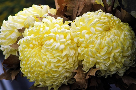 pompon chrysanthemums