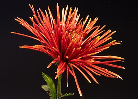 quilled blooms are chrysanthemum types that have a unique look